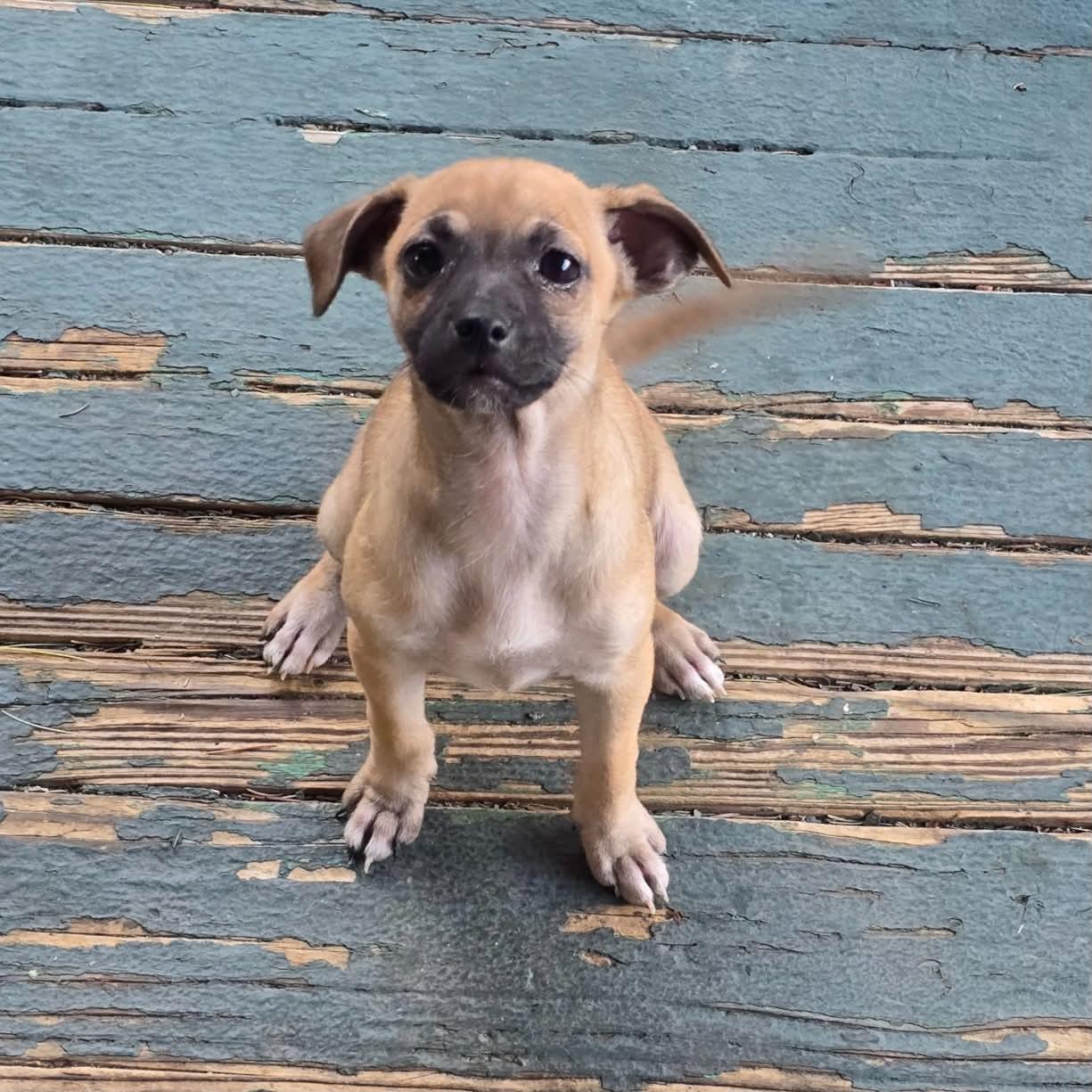 Enlarge Honey, an adopted mixed breed in Boulder, CO image 1/6