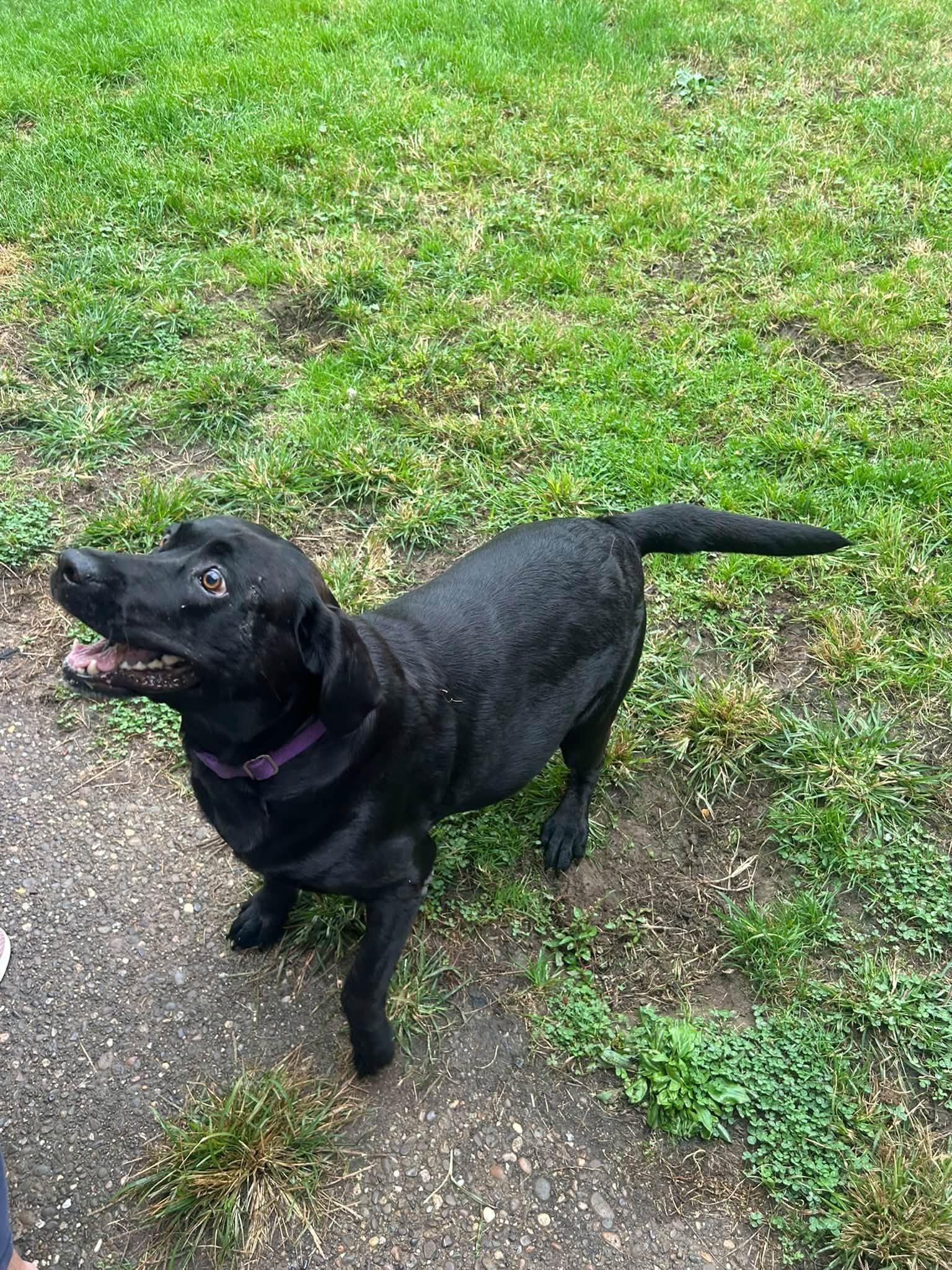 Enlarge Molly-, a Adoptable Black Labrador Retriever in Medina, OH image 6/6