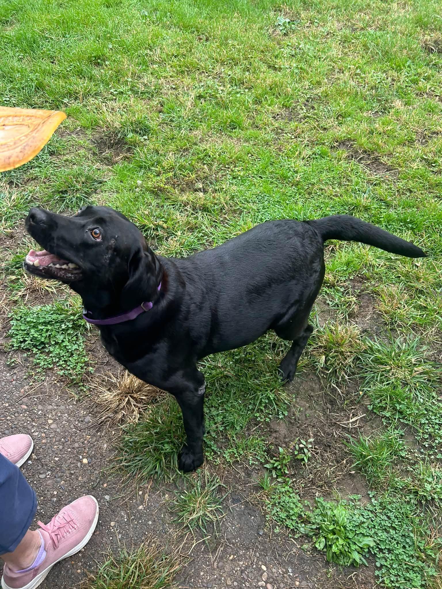 Enlarge Molly-, a Adoptable Black Labrador Retriever in Medina, OH image 5/6