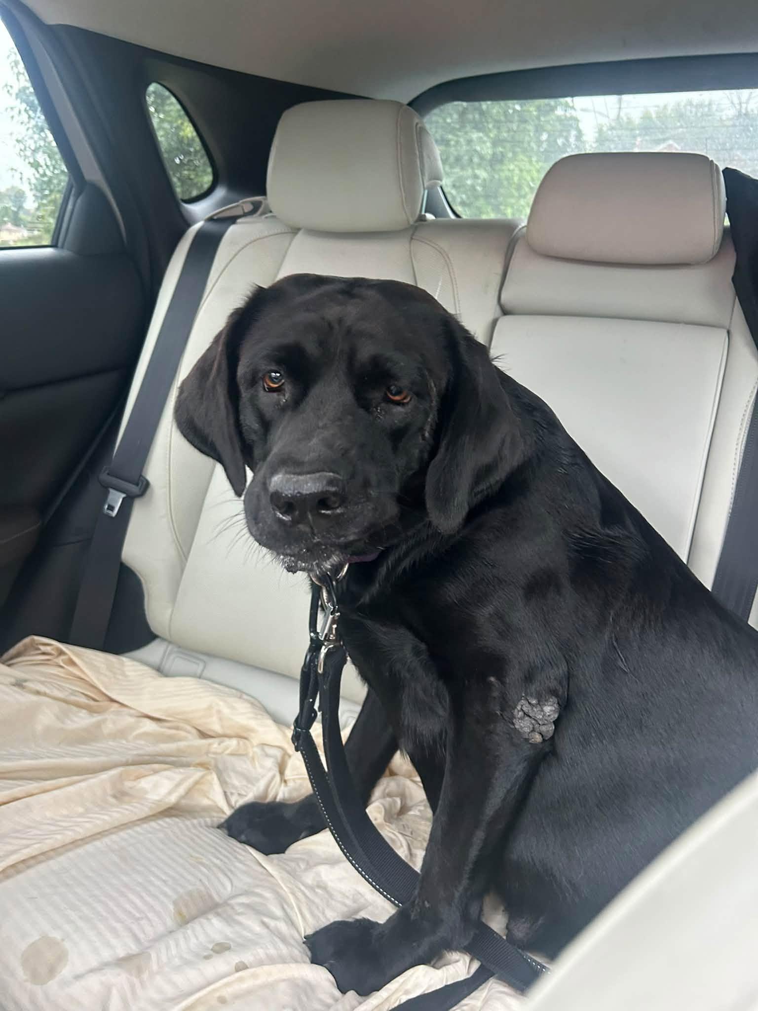 Enlarge Molly-, a Adoptable Black Labrador Retriever in Medina, OH image 2/6