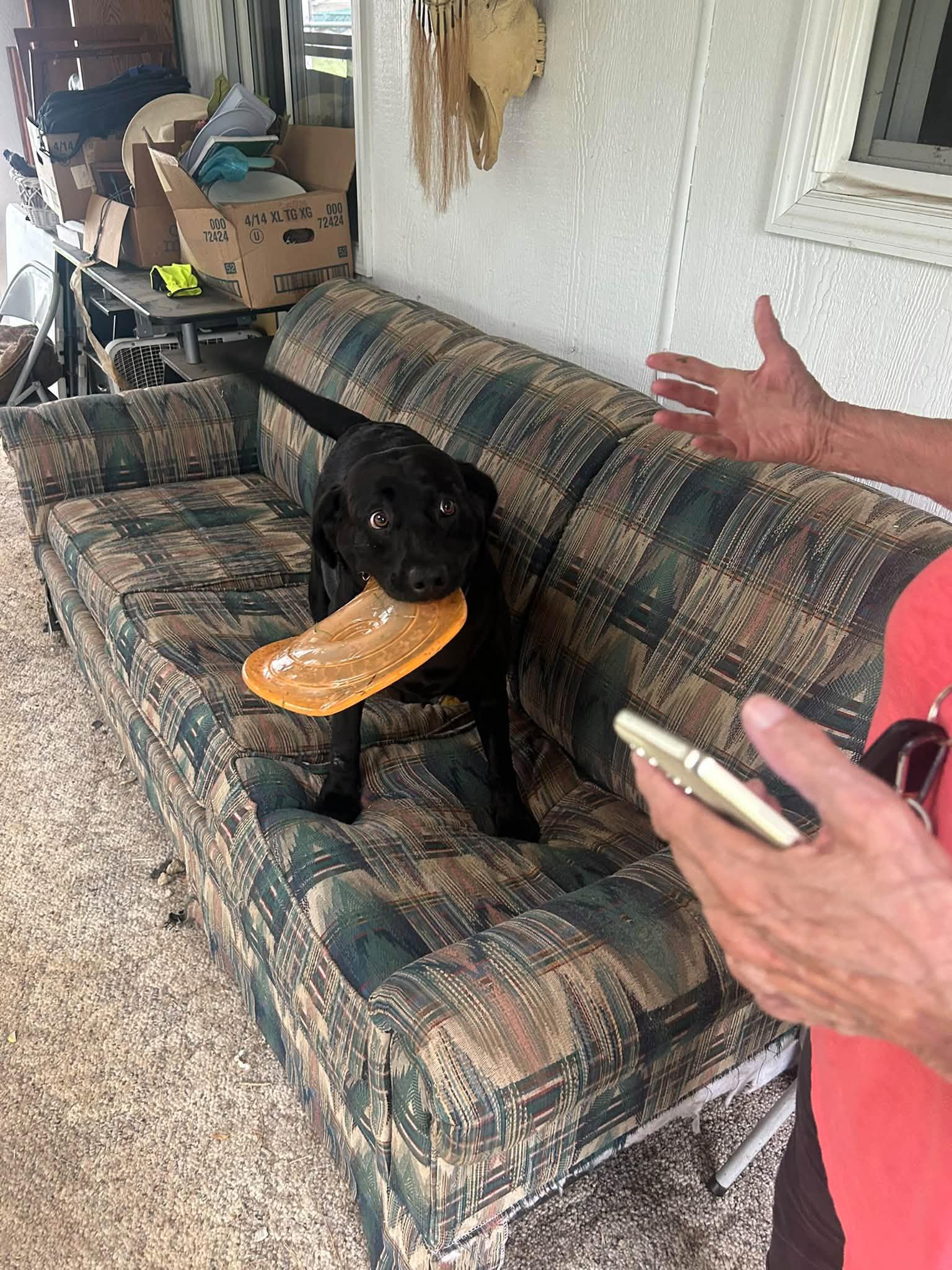 Enlarge Molly-, a Adoptable Black Labrador Retriever in Medina, OH image 3/6