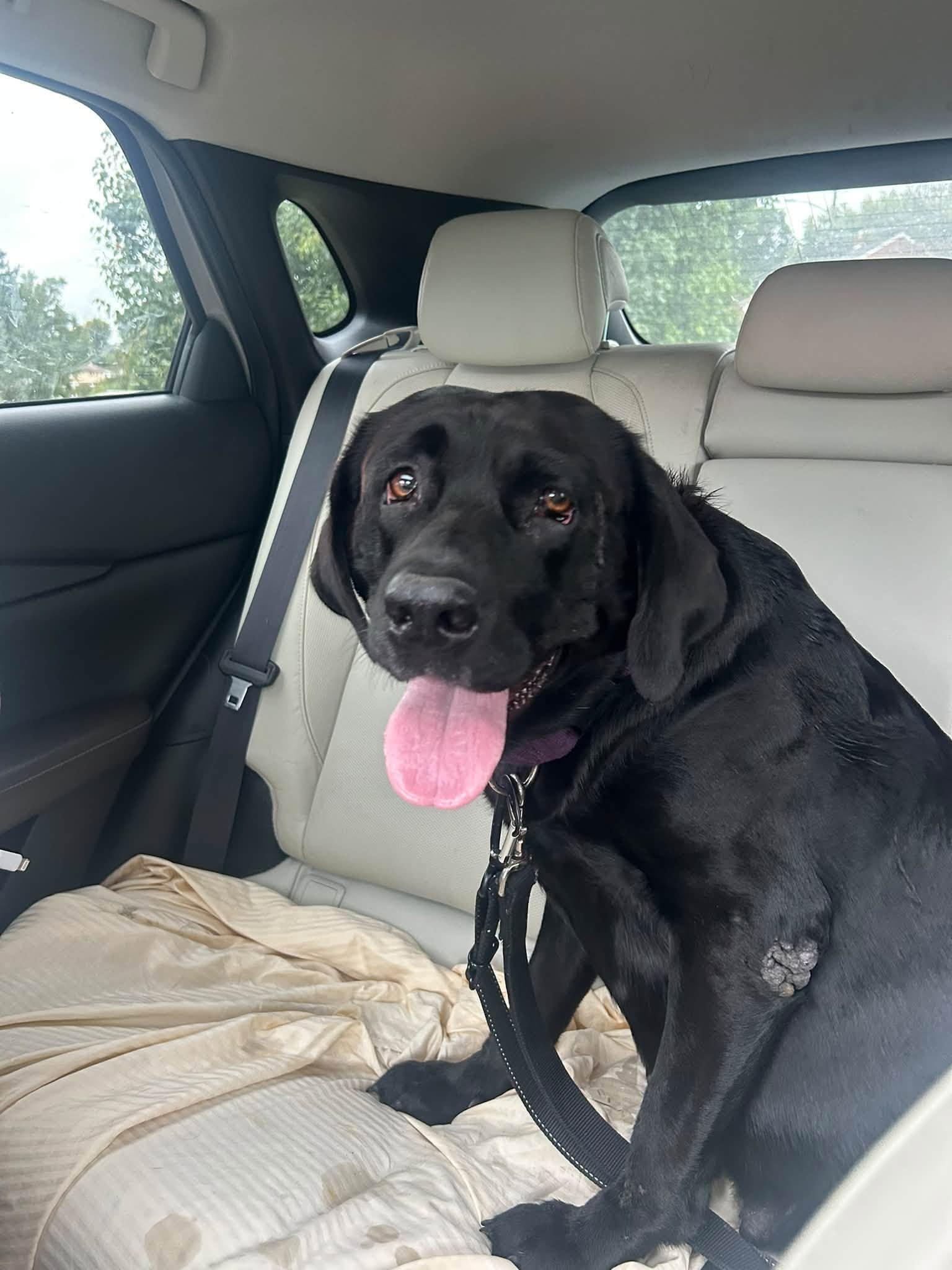 Molly-, Adoptable, Adult Female Black Labrador Retriever.