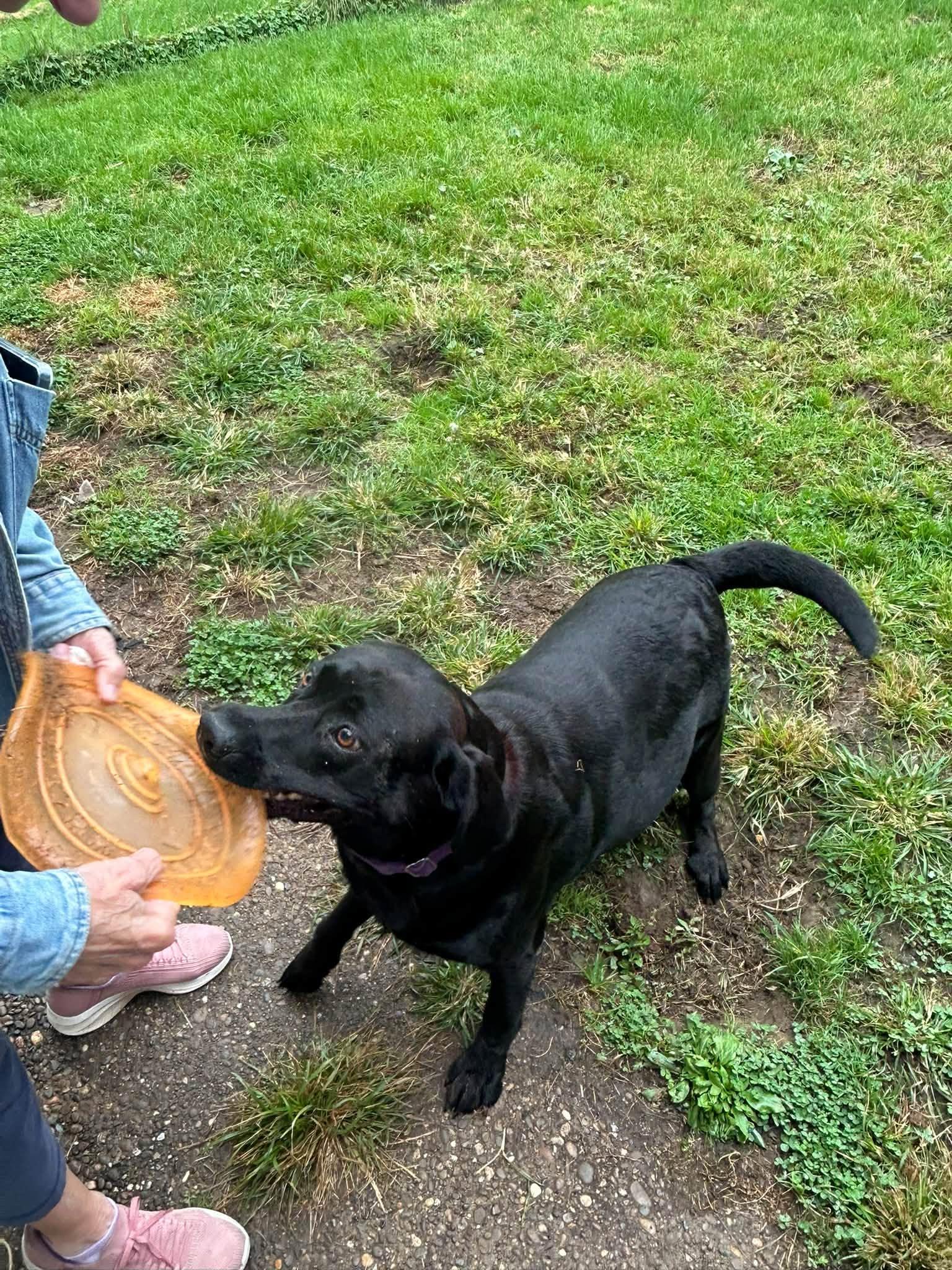 Enlarge Molly-, a Adoptable Black Labrador Retriever in Medina, OH image 4/6
