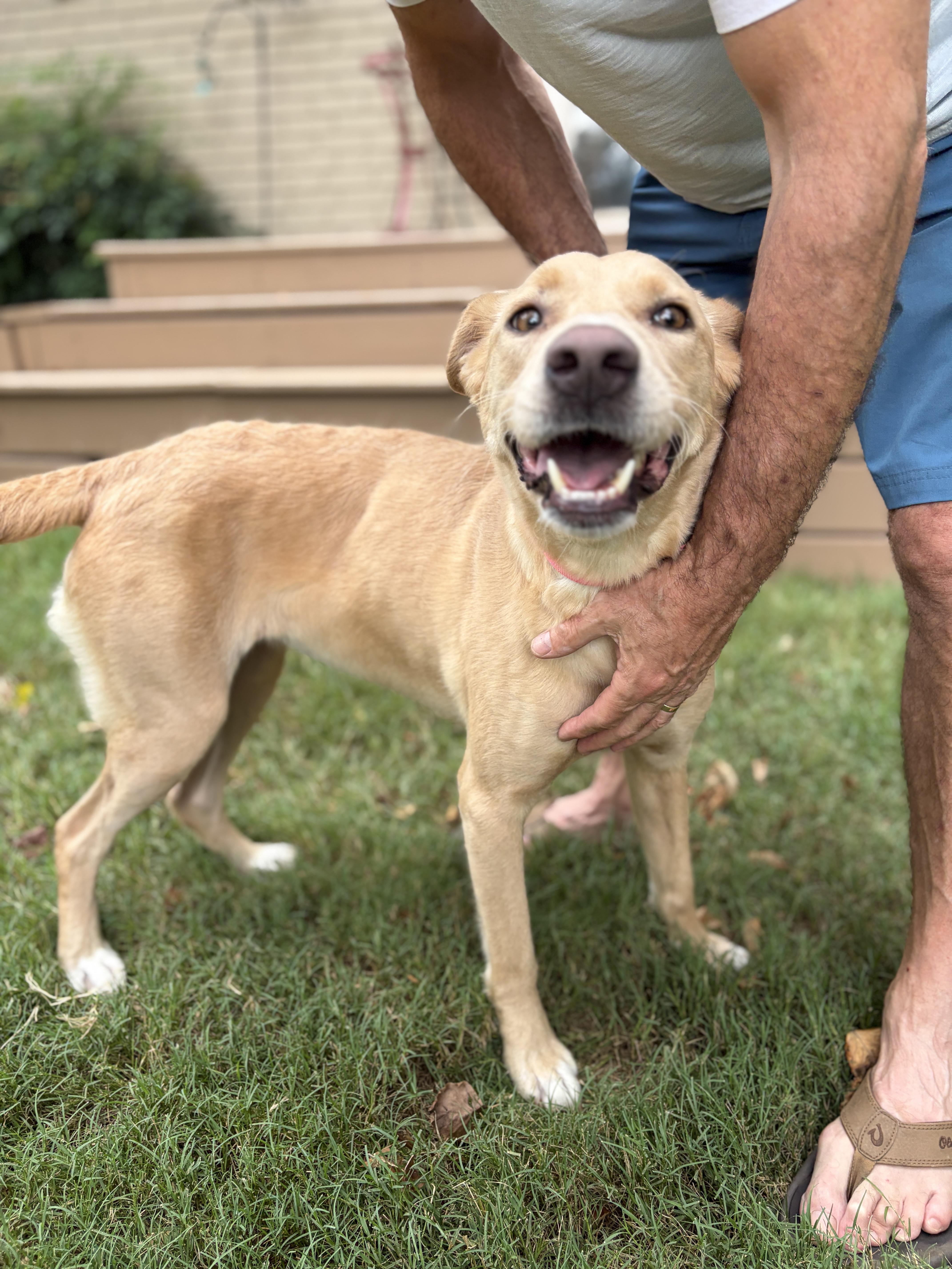 Rosie, adopted, Young Female Golden Retriever & Labrador Retriever.