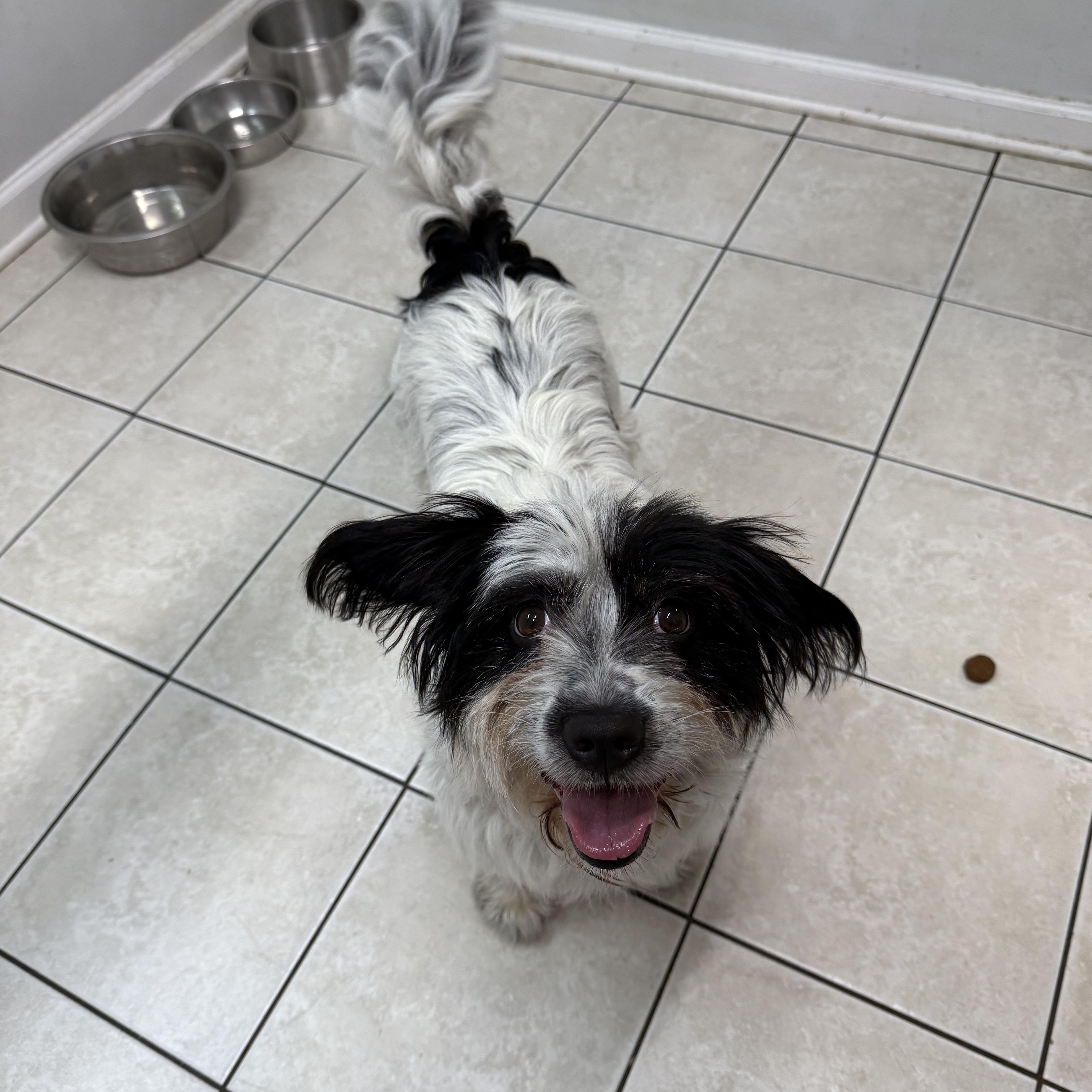 Enlarge Scruffy, an adopted mixed breed in Hendersonville, TN image 1/1