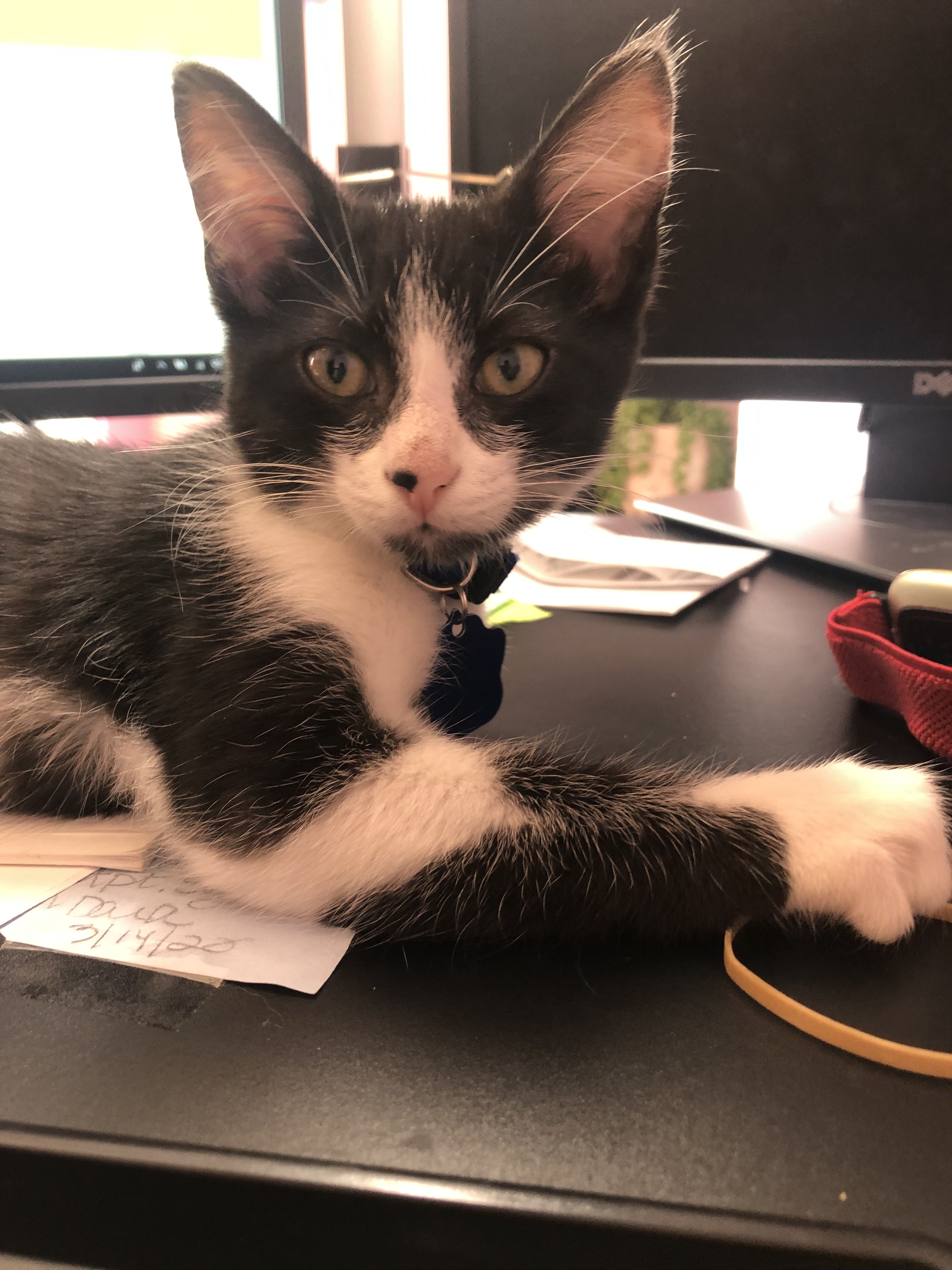 Georgie, a Adoptable Domestic Medium Hair in West Mifflin, PA image 1/5