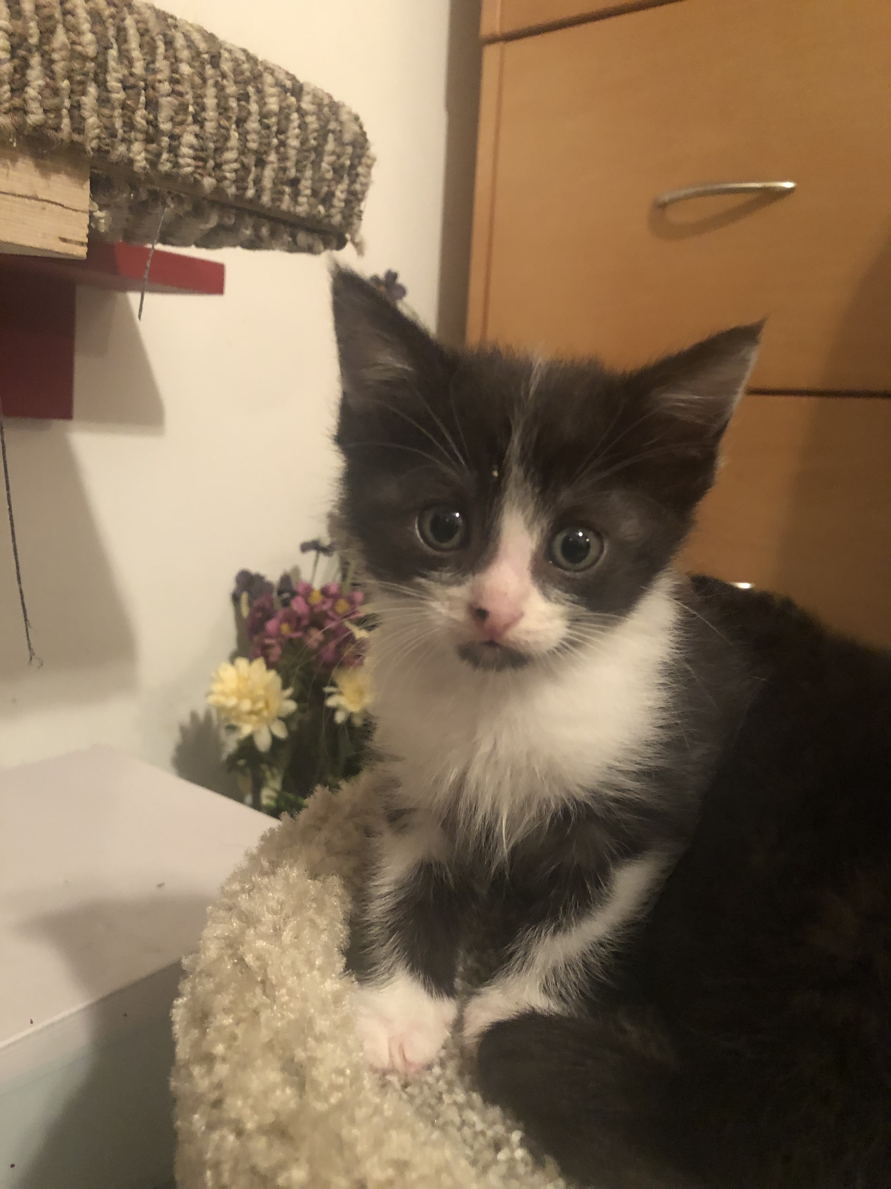 Georgie, a Adoptable Domestic Medium Hair in West Mifflin, PA image 2/5