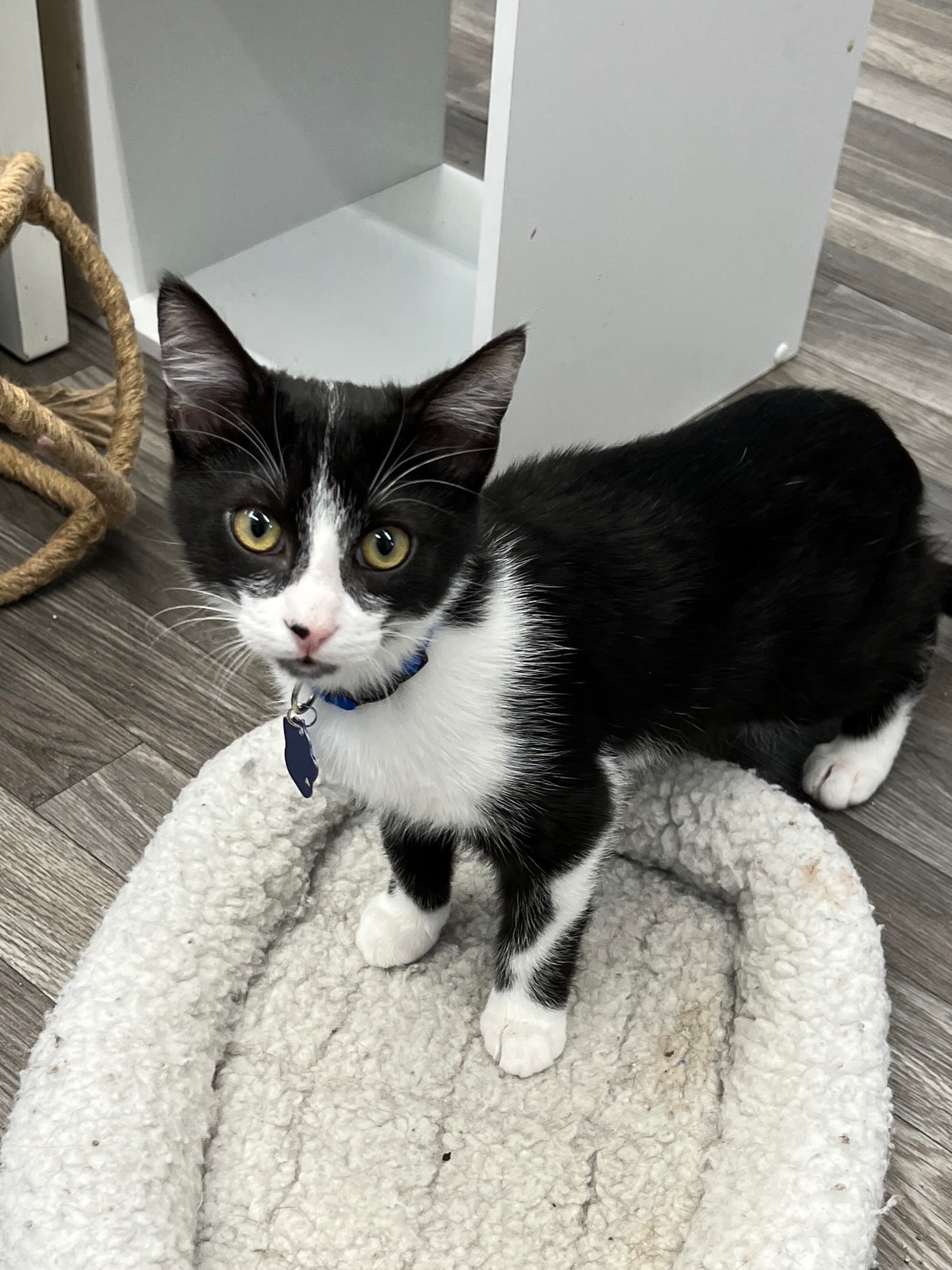 Georgie, a Adoptable Domestic Medium Hair in West Mifflin, PA image 3/5