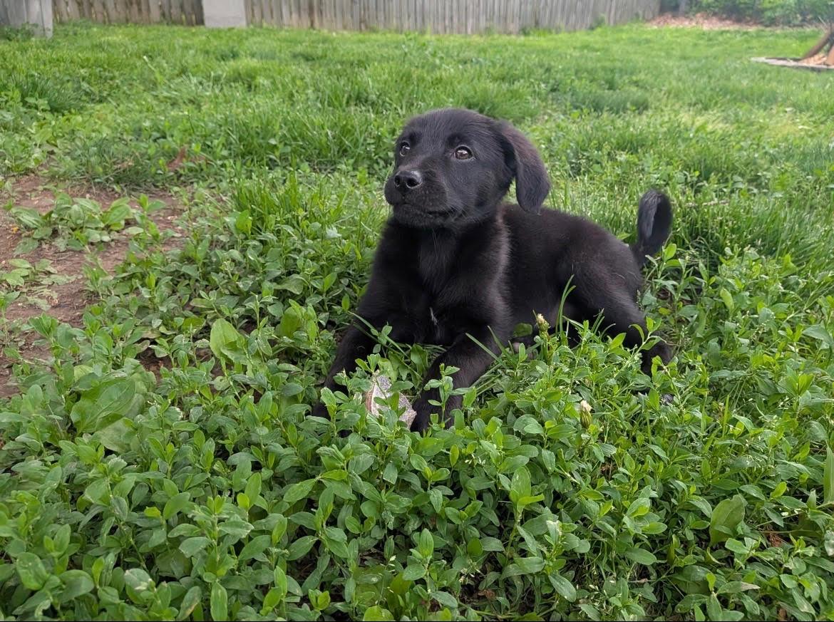 Maple, a ADOPTABLE mixed breed in Herculaneum, MO image 3/3