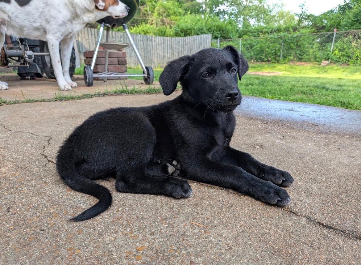 Maple, a ADOPTABLE mixed breed in Herculaneum, MO image 2/3