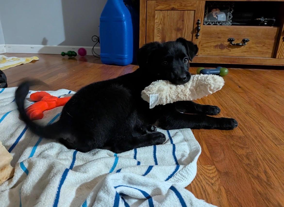 Maple, ADOPTABLE, Puppy Female Labrador Retriever & Pug.