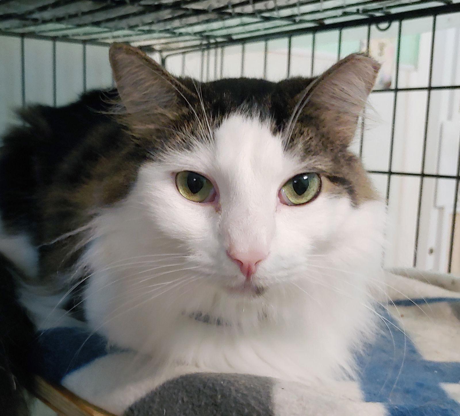 Lucy, Adoptable, Adult Female Domestic Short Hair.