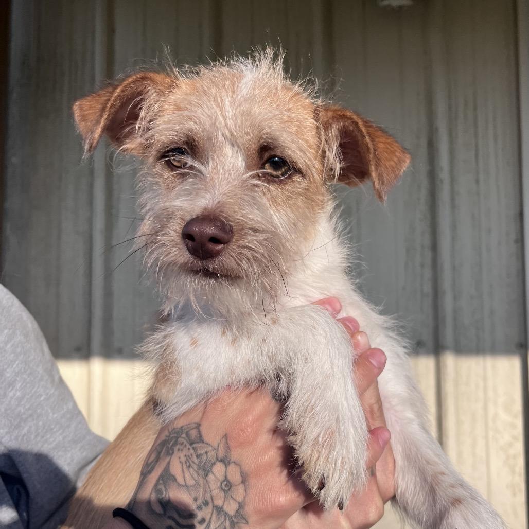 Caramel Honey — thumbnail 2