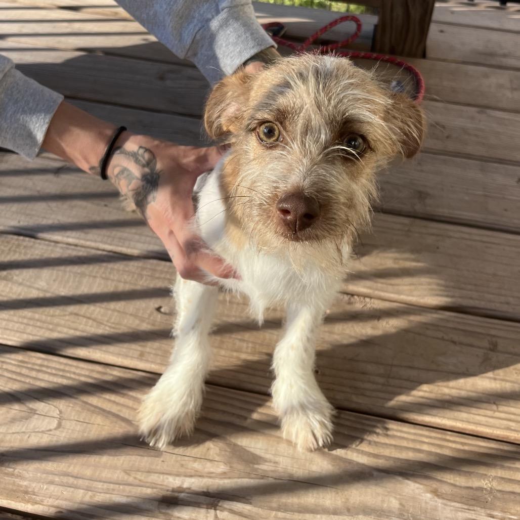 Caramel Honey — thumbnail 3