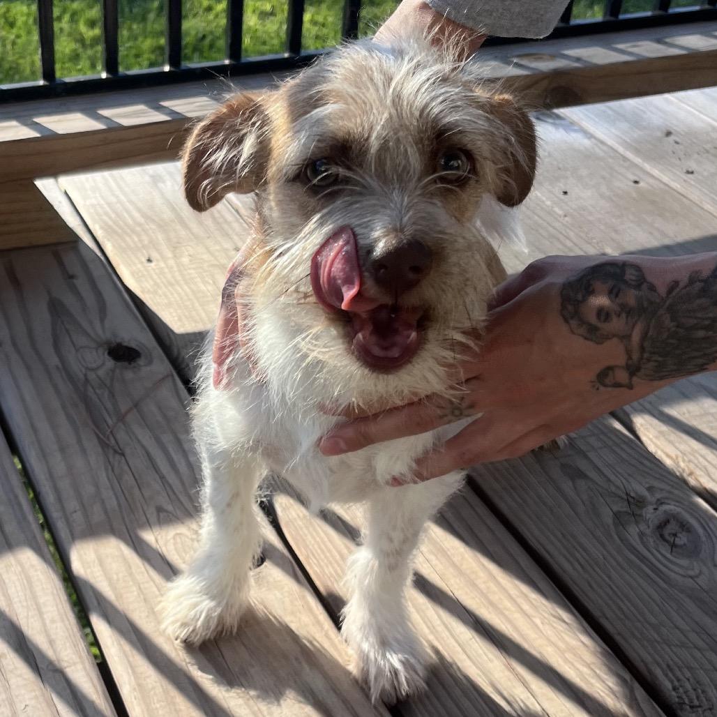 Caramel Honey — thumbnail 4