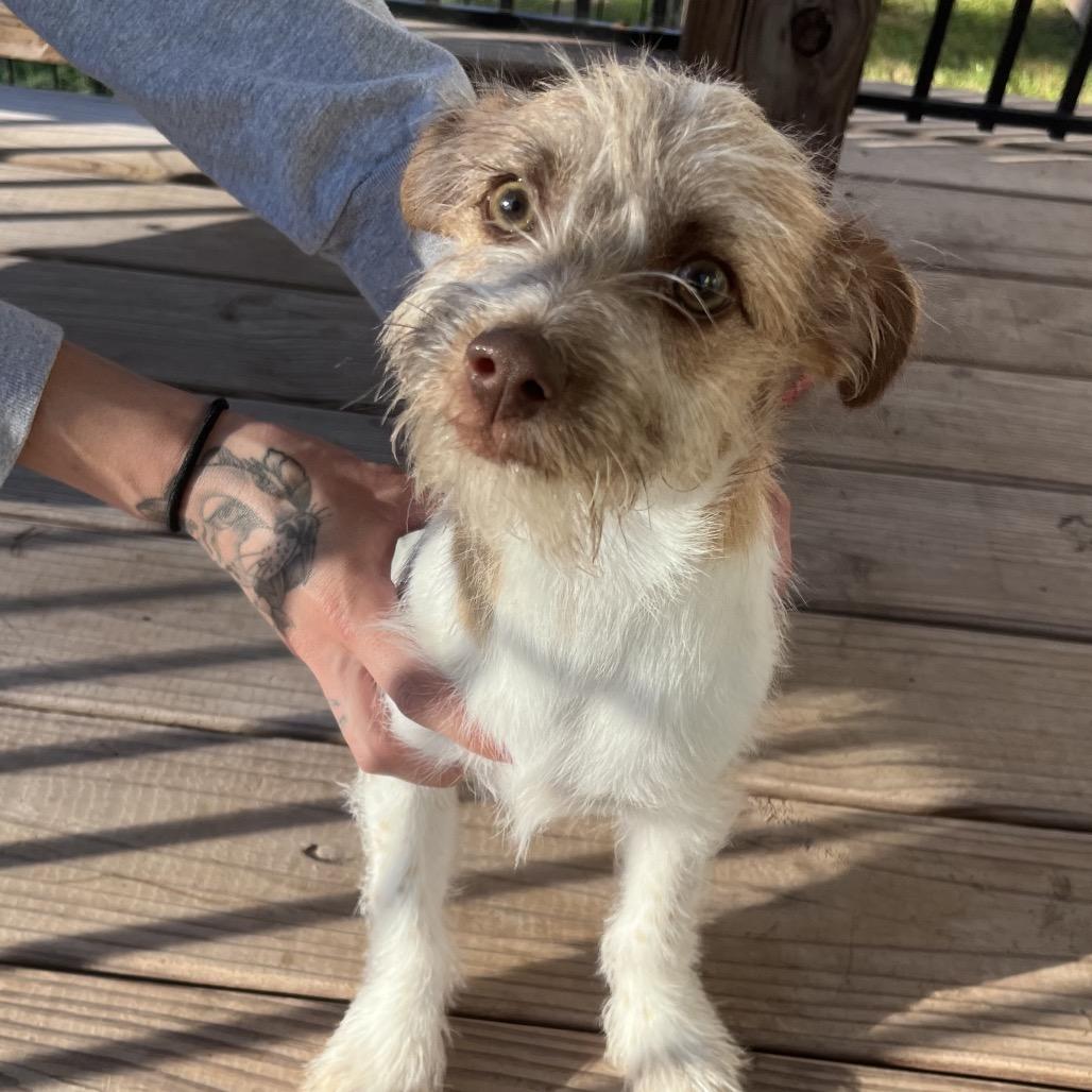 Caramel Honey — thumbnail 5