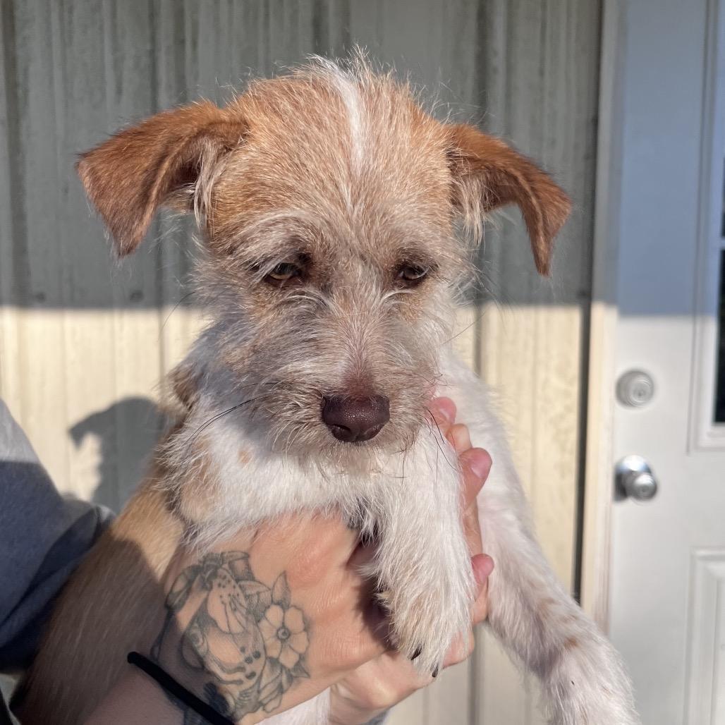 Caramel Honey — thumbnail 6