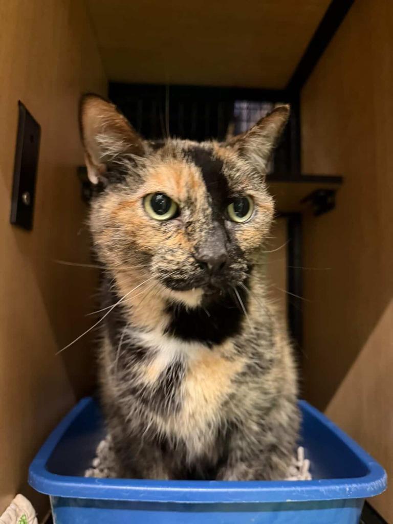 Amber, Adoptable, Adult Female Domestic Short Hair.