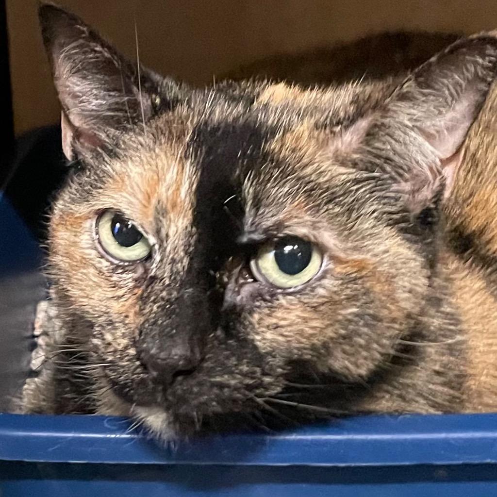 Enlarge Amber, a Adoptable mixed breed in New York, NY image 2/6