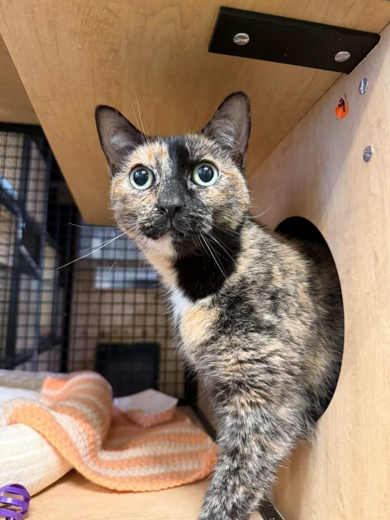 Enlarge Amber, a Adoptable mixed breed in New York, NY image 3/6