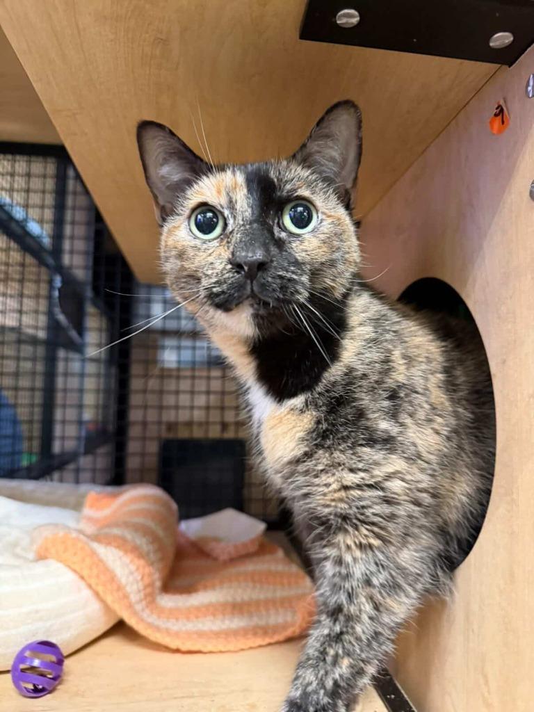 Enlarge Amber, a Adoptable mixed breed in New York, NY image 4/6