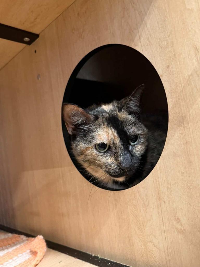 Enlarge Amber, a Adoptable mixed breed in New York, NY image 5/6