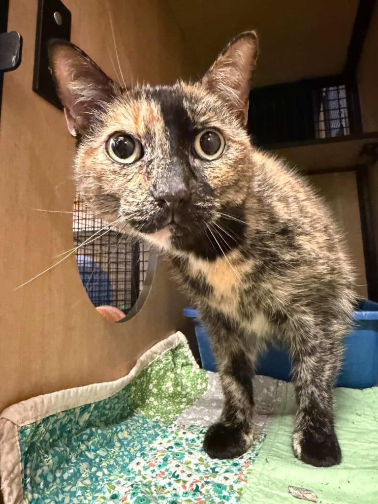 Enlarge Amber, a Adoptable mixed breed in New York, NY image 6/6