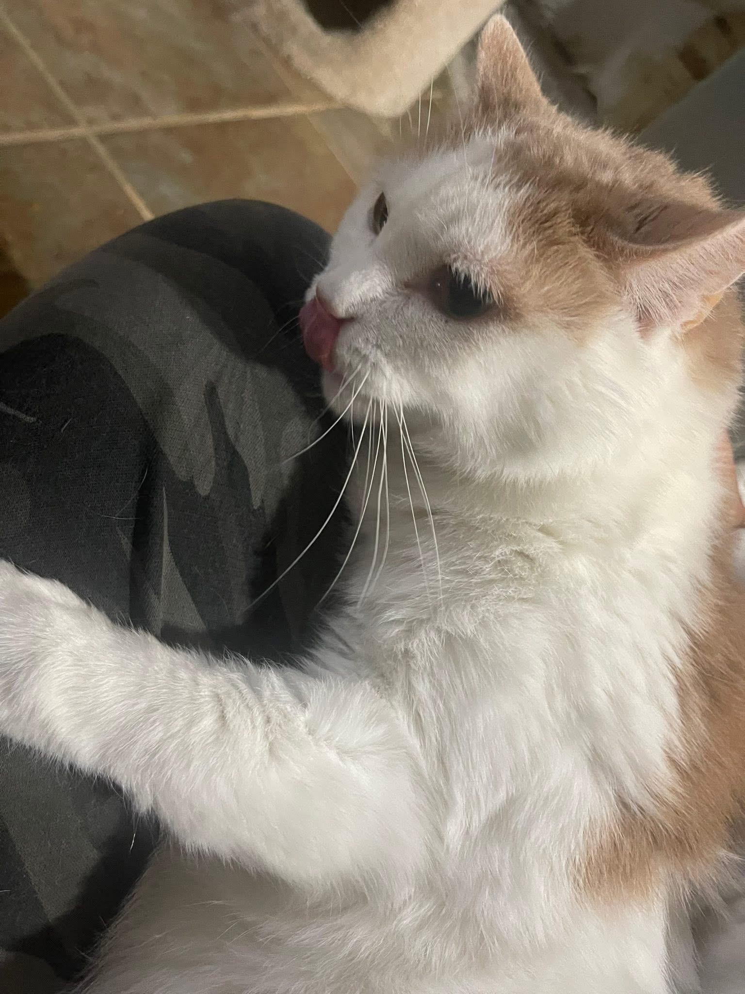 Enlarge Enzo, a Adoptable mixed breed in Stahlstown, PA image 1/5