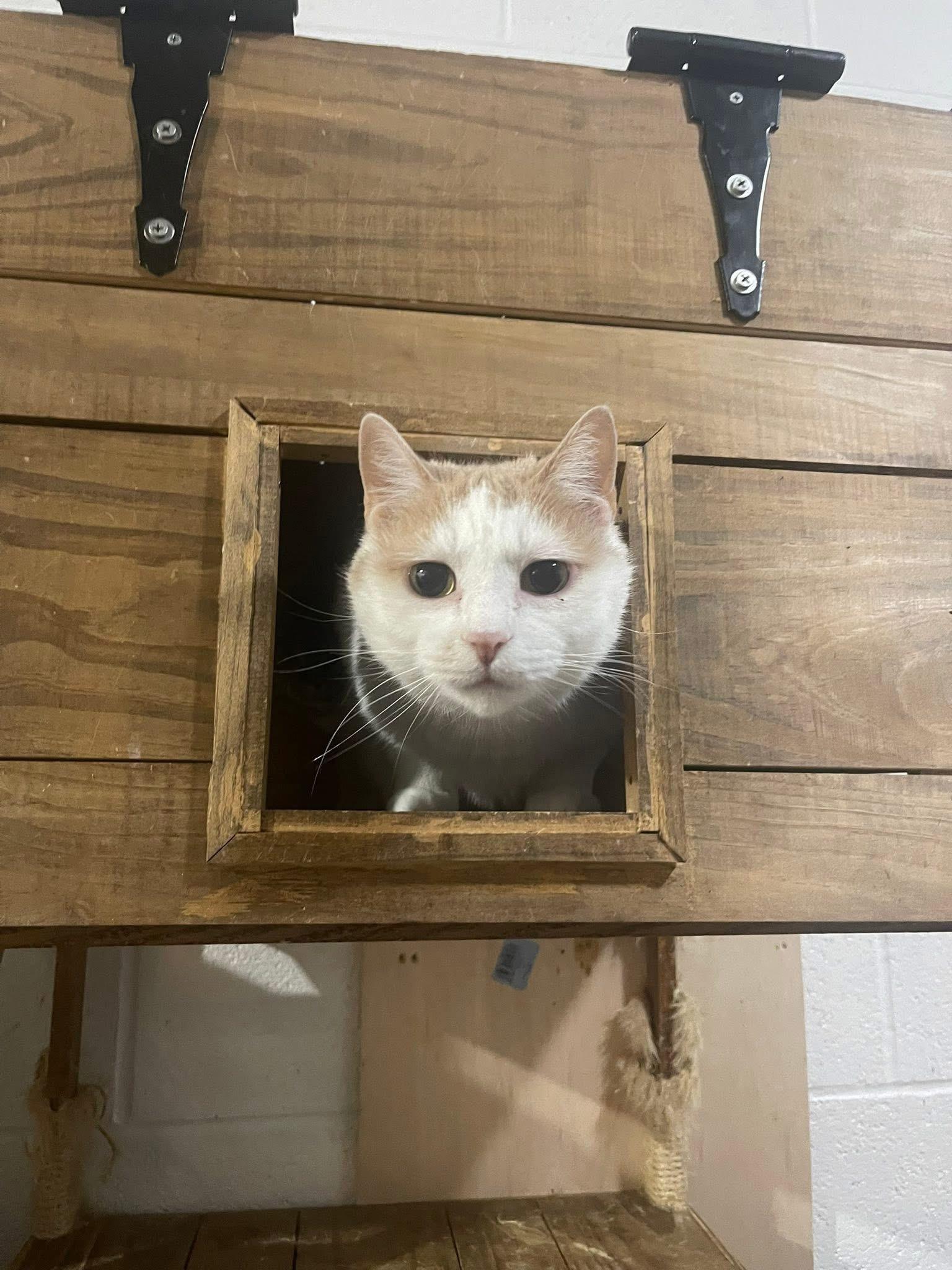 Enlarge Enzo, a Adoptable mixed breed in Stahlstown, PA image 3/5