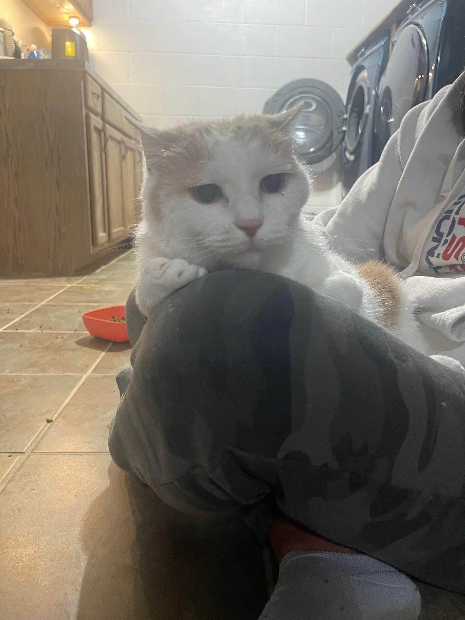 Enlarge Enzo, a Adoptable mixed breed in Stahlstown, PA image 4/5