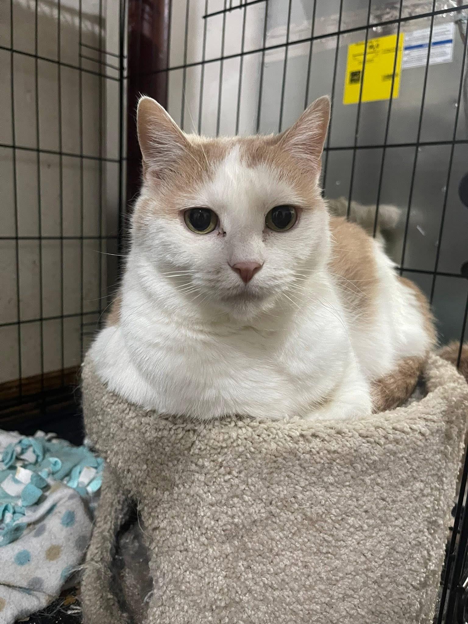 Enlarge Enzo, a Adoptable mixed breed in Stahlstown, PA image 5/5