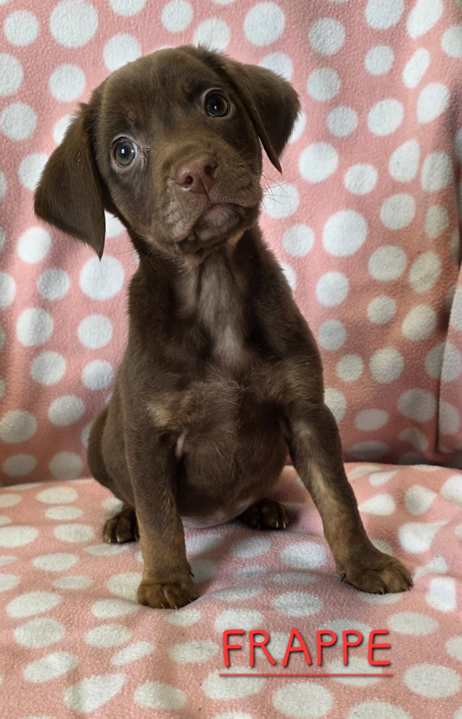 Frappe, ADOPTABLE, Puppy Female Chocolate Labrador Retriever.