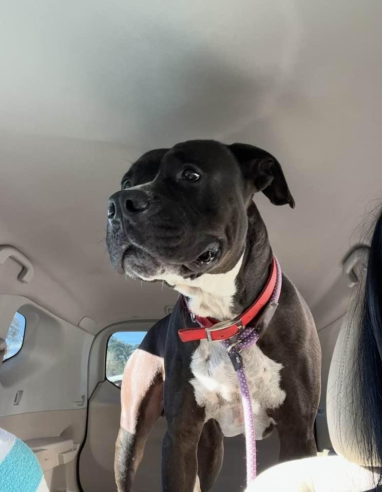 Enlarge Toby, a Adoptable mixed breed in Oak Ridge, TN image 6/6