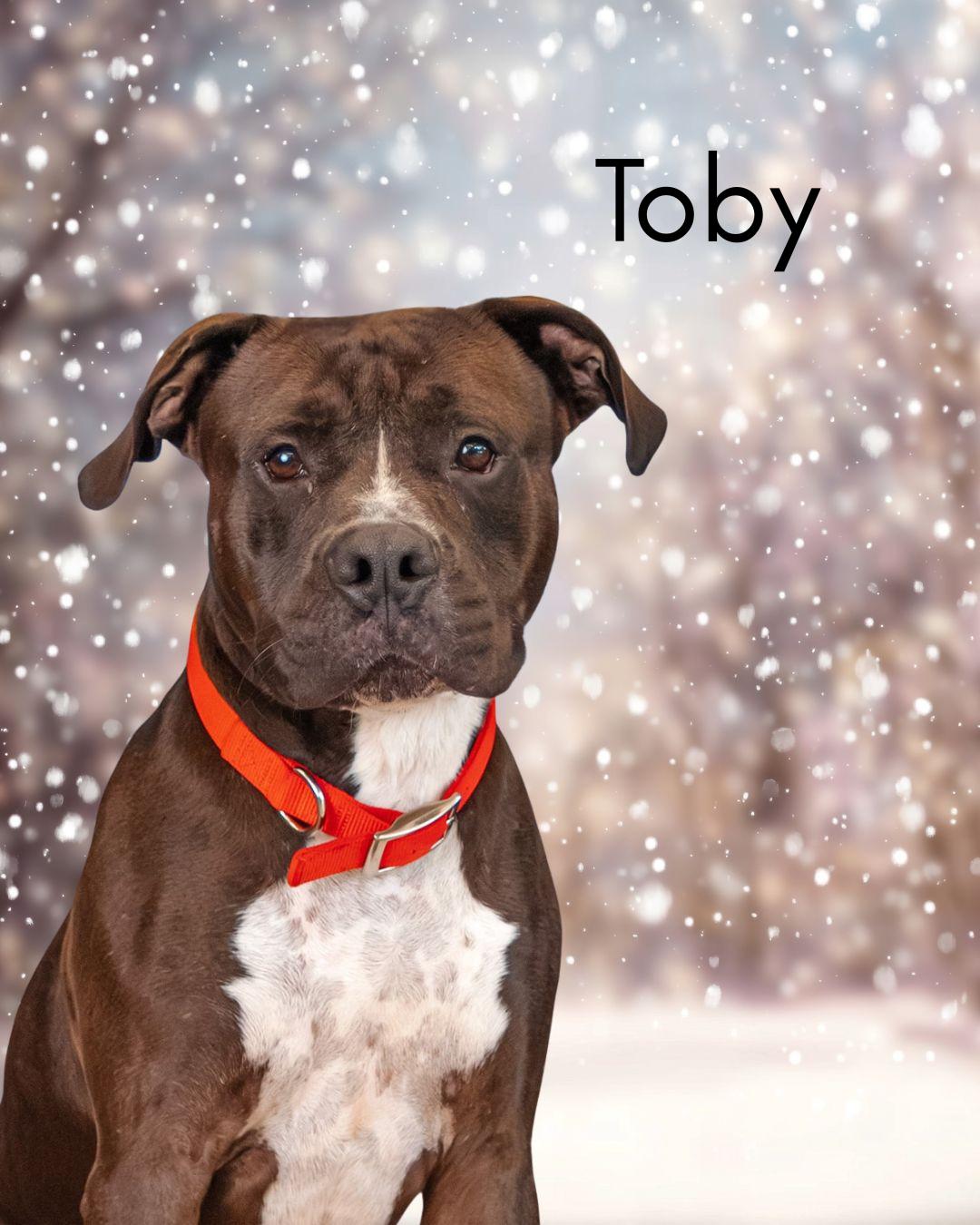 Enlarge Toby, a Adoptable mixed breed in Oak Ridge, TN image 2/2