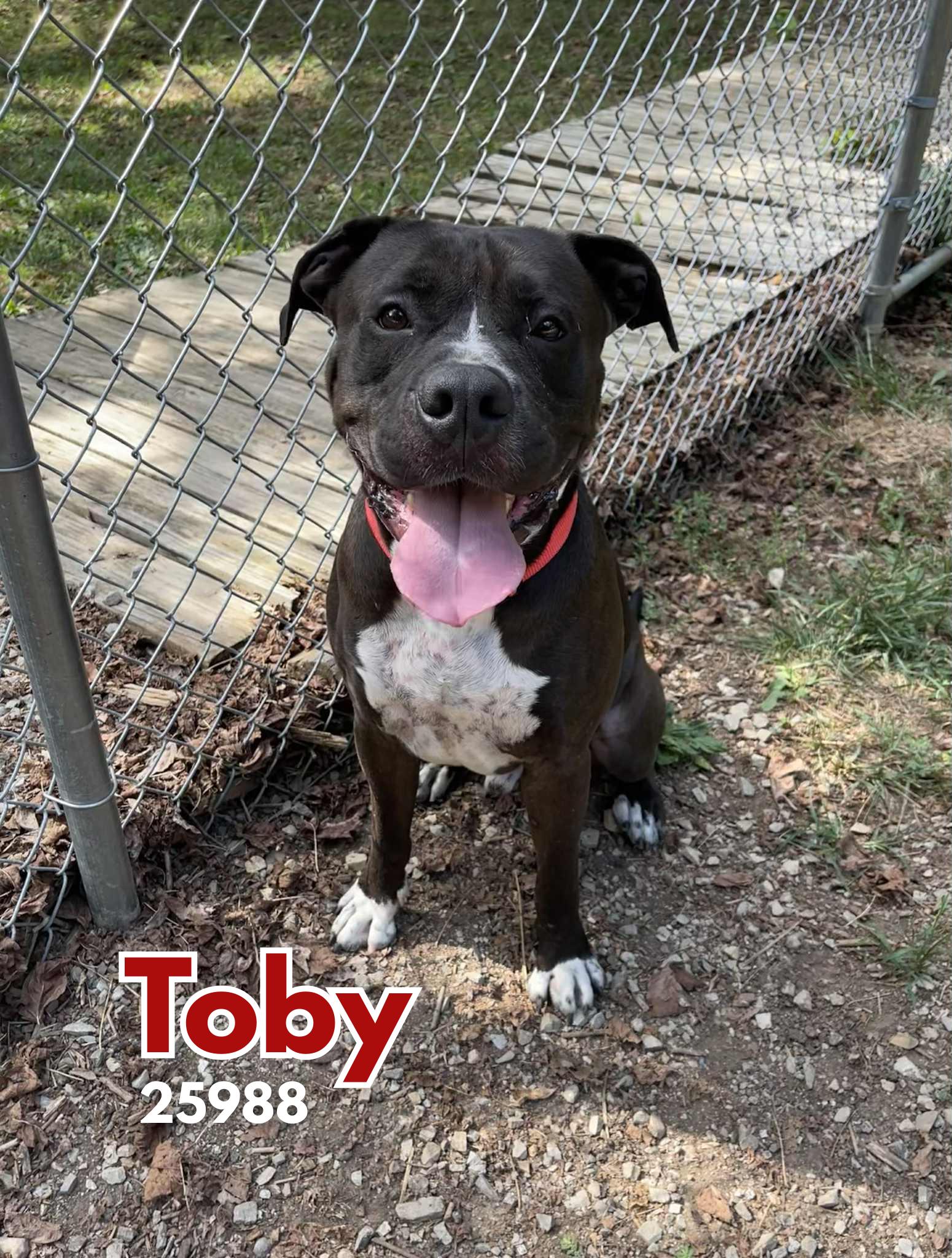 Toby, Adoptable, Adult Male Bullmastiff.
