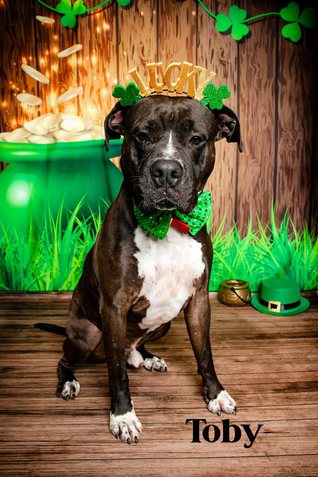 Enlarge Toby, a Adoptable mixed breed in Oak Ridge, TN image 5/6