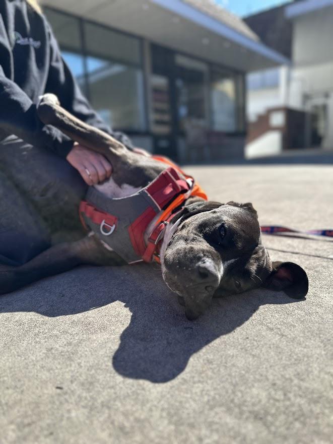 Enlarge Toby, a Adoptable mixed breed in Oak Ridge, TN image 3/6