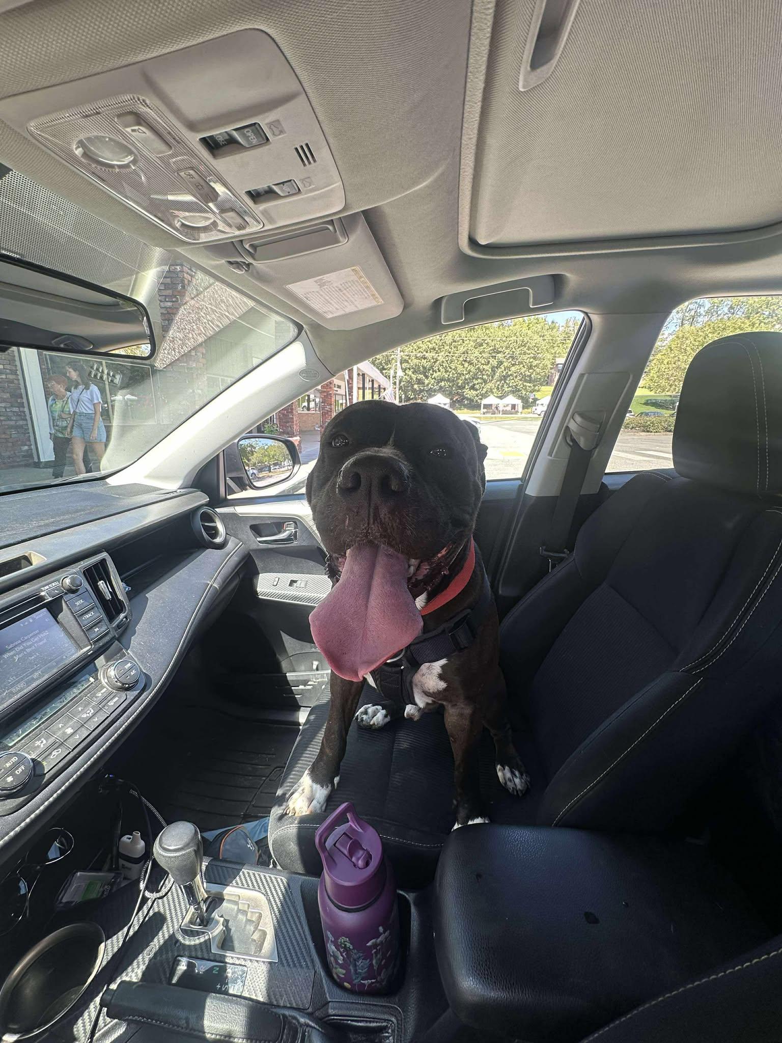 Enlarge Toby, a Adoptable mixed breed in Oak Ridge, TN image 4/6