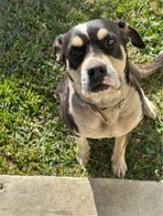 Jane, a ADOPTABLE mixed breed in Carlsbad, CA image 5/5