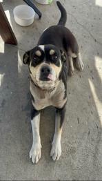 Jane, a ADOPTABLE mixed breed in Carlsbad, CA image 4/5