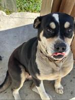 Jane, a ADOPTABLE mixed breed in Carlsbad, CA image 2/5