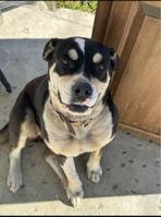 Jane, a ADOPTABLE mixed breed in Carlsbad, CA image 1/5