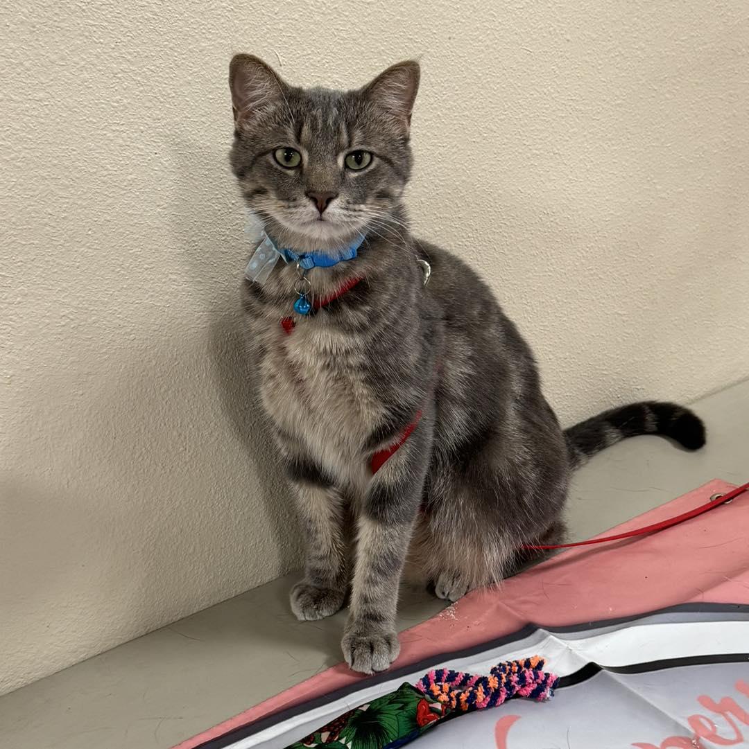 Enlarge Zeus, an adopted Domestic Short Hair in largo, FL image 1/3