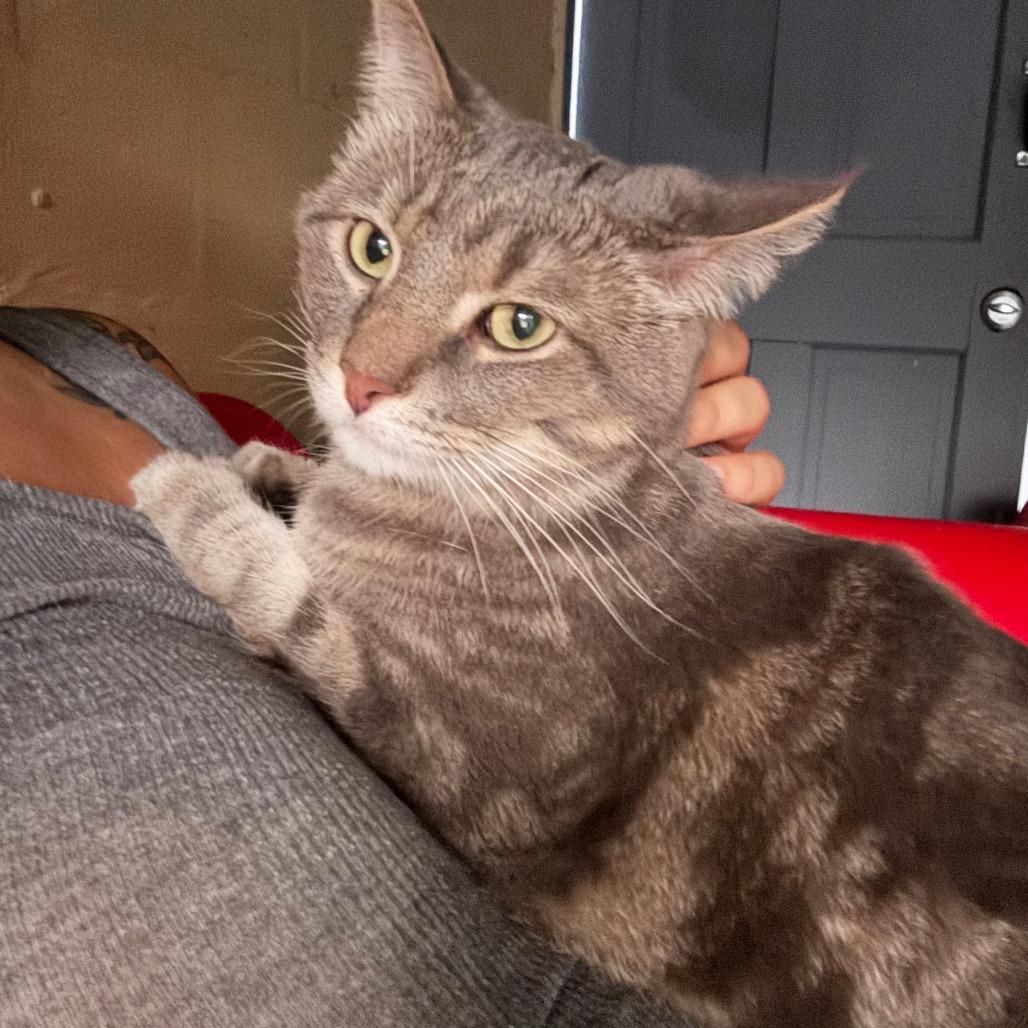Enlarge Zeus, an adopted Domestic Short Hair in largo, FL image 3/3
