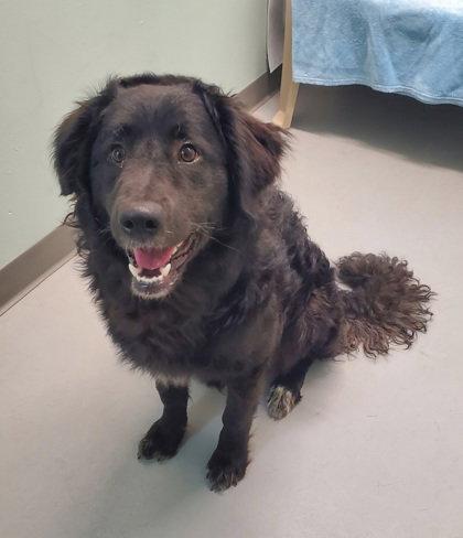Nelly (6989), Adoptable, Young Male Great Pyrenees & Standard Poodle.