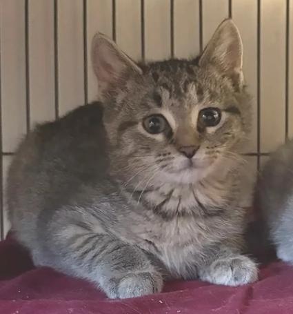 Enlarge Maple, a ADOPTABLE Domestic Short Hair in Monticello, IL image 1/1