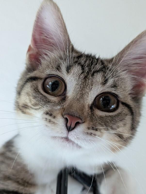 Enlarge Sasha, a Adoptable Domestic Short Hair in Adrian, MI image 1/2