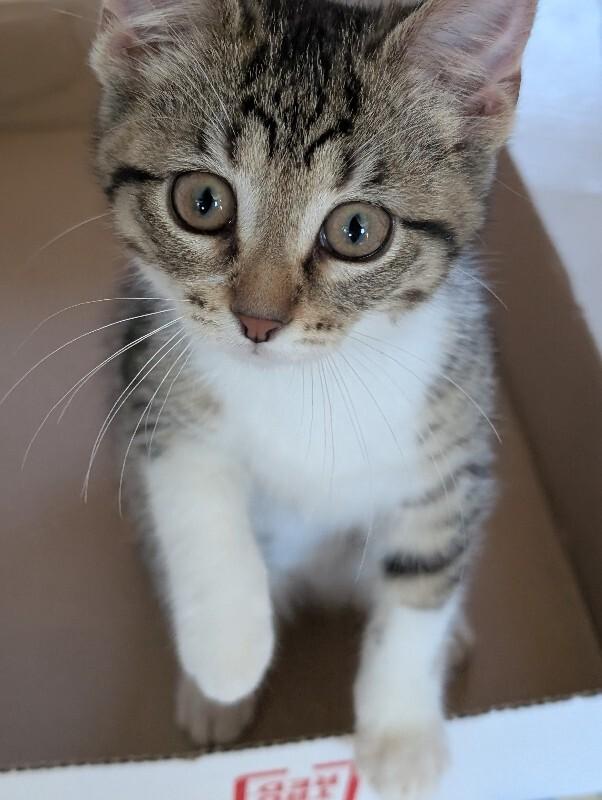 Enlarge Sasha, a Adoptable Domestic Short Hair in Adrian, MI image 2/2