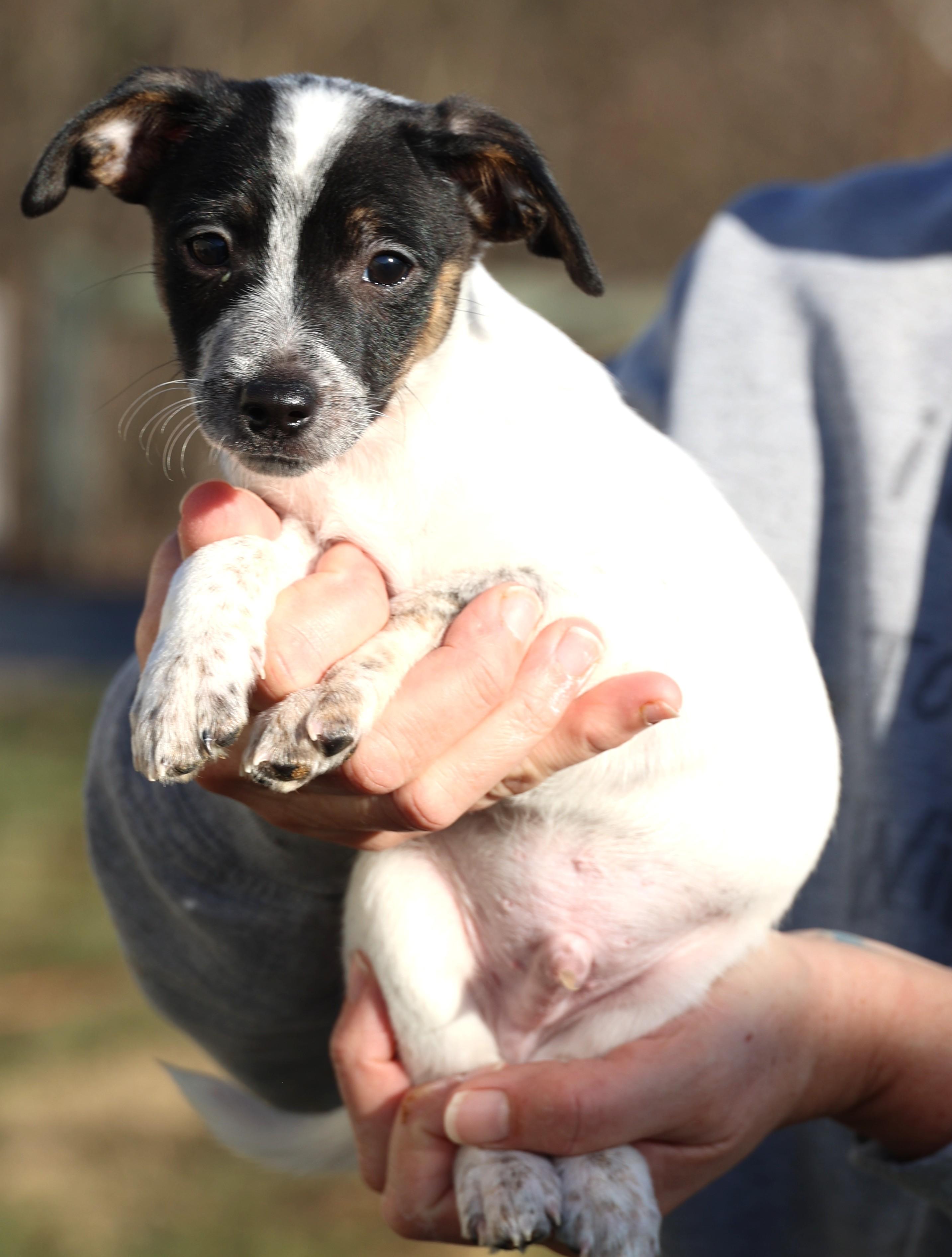 Enlarge Uri-Pending! , an adoptable mixed breed in Frederick, MD image 3/6