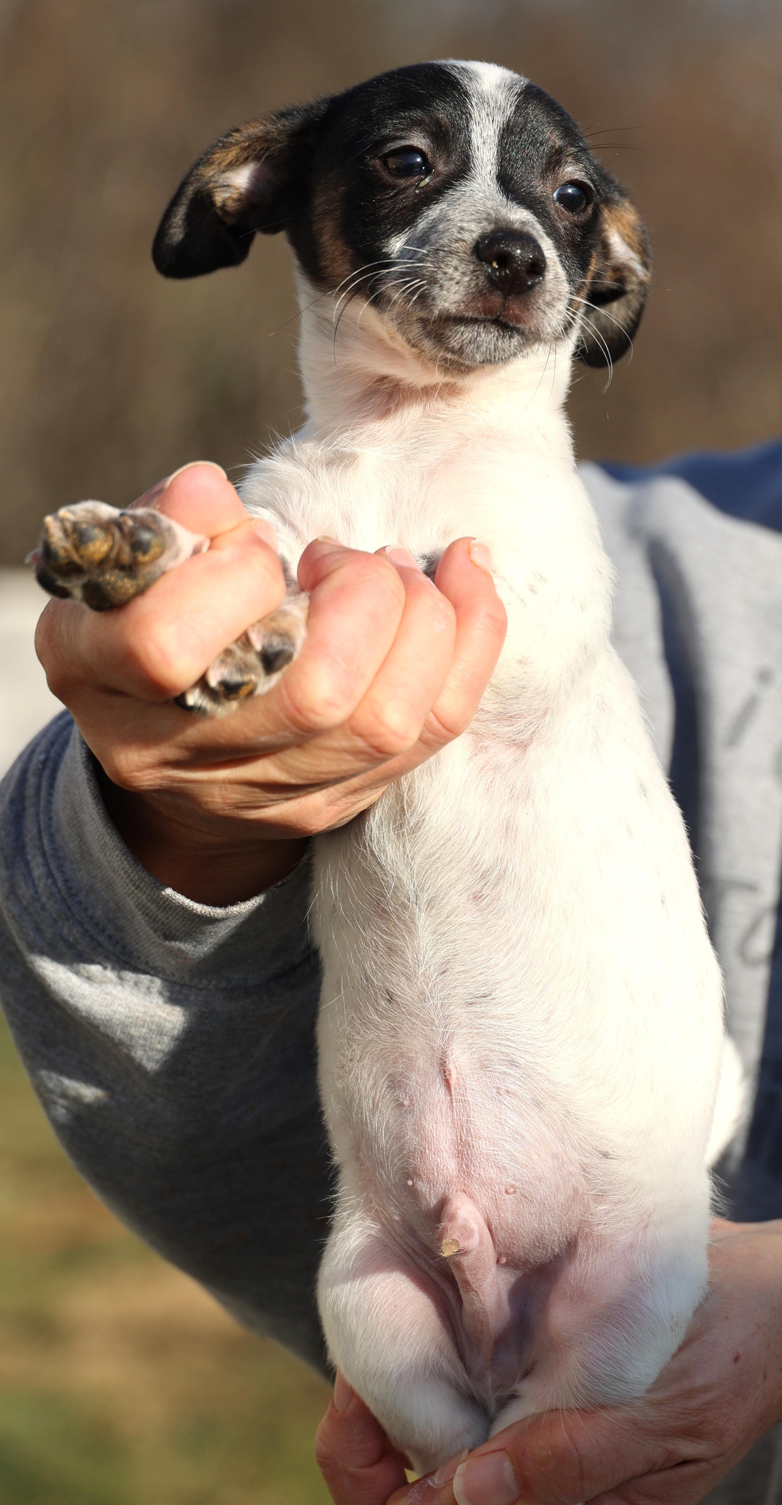 Enlarge Uri-Pending! , an adoptable mixed breed in Frederick, MD image 6/6